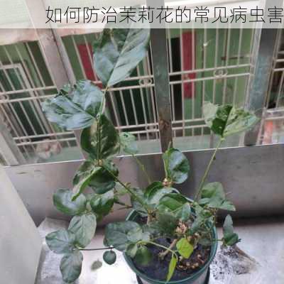 如何防治茉莉花的常见病虫害