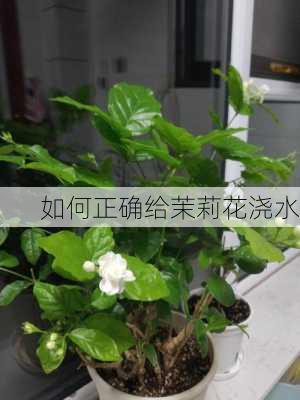 如何正确给茉莉花浇水