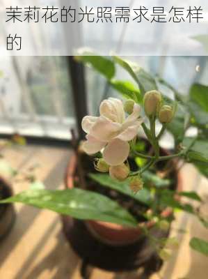 茉莉花的光照需求是怎样的