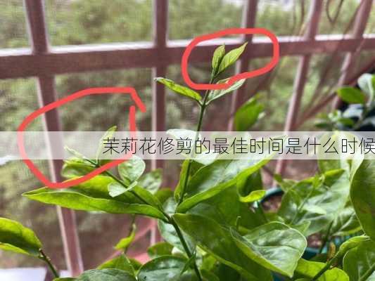 茉莉花修剪的最佳时间是什么时候