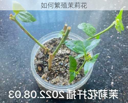 如何繁殖茉莉花