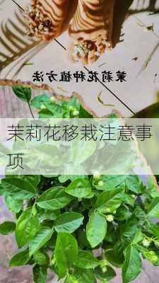 茉莉花移栽注意事项