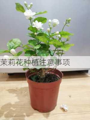 茉莉花种植注意事项