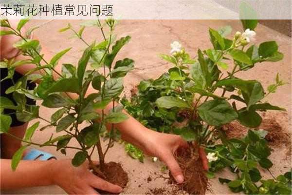 茉莉花种植常见问题