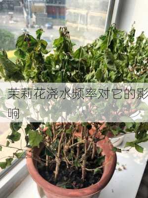 茉莉花浇水频率对它的影响