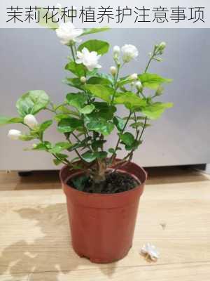 茉莉花种植养护注意事项