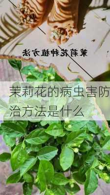 茉莉花的病虫害防治方法是什么