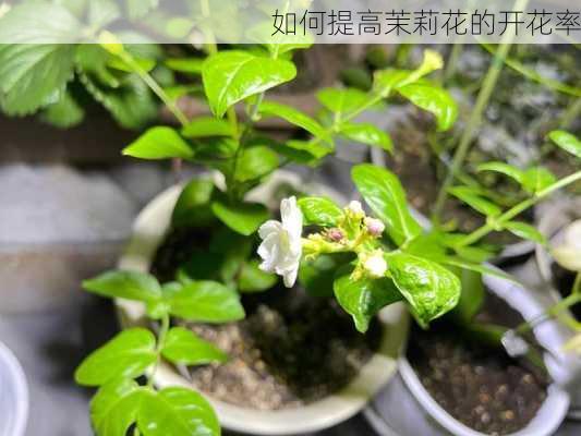 如何提高茉莉花的开花率