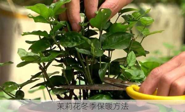 茉莉花冬季保暖方法