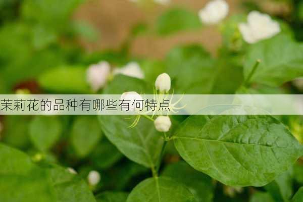 茉莉花的品种有哪些有何特点