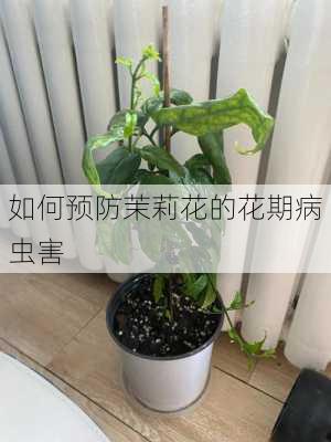 如何预防茉莉花的花期病虫害