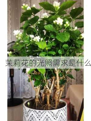 茉莉花的光照需求是什么