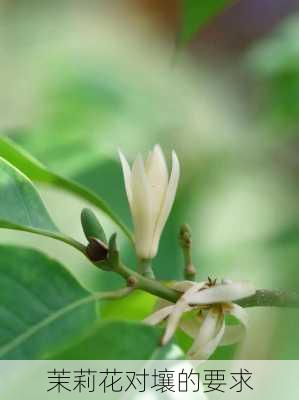 茉莉花对壤的要求