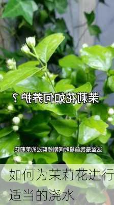 如何为茉莉花进行适当的浇水