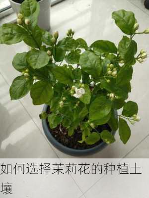 如何选择茉莉花的种植土壤