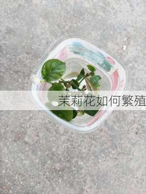 茉莉花如何繁殖