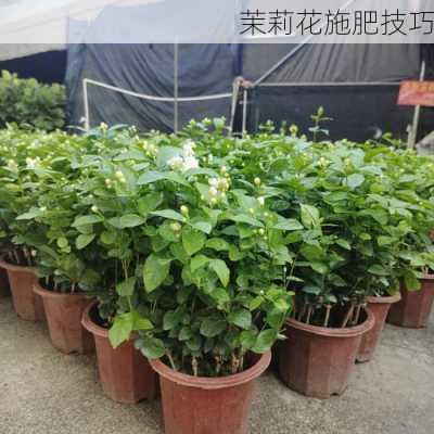 茉莉花施肥技巧