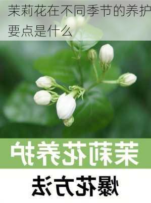 茉莉花在不同季节的养护要点是什么