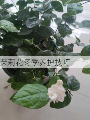 茉莉花冬季养护技巧