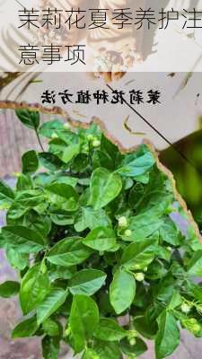 茉莉花夏季养护注意事项