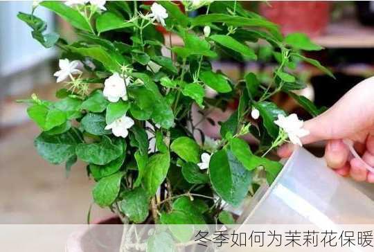 冬季如何为茉莉花保暖