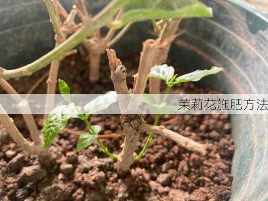 茉莉花施肥方法