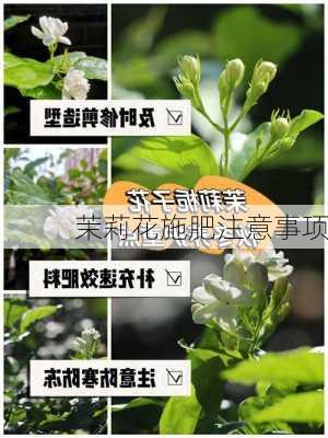 茉莉花施肥注意事项