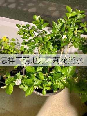 怎样正确地为茉莉花浇水