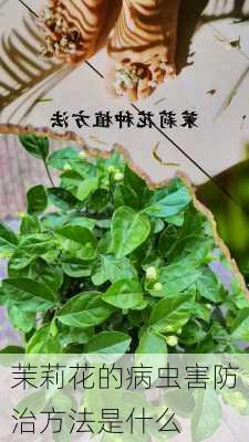 茉莉花的病虫害防治方法是什么