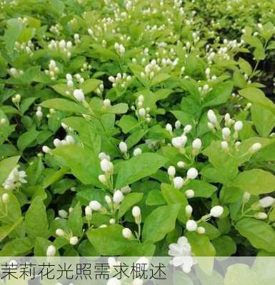 茉莉花光照需求概述