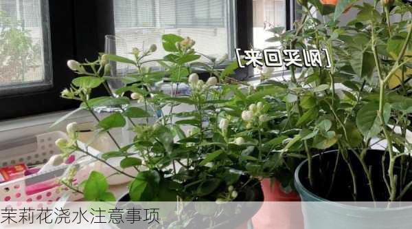 茉莉花浇水注意事项