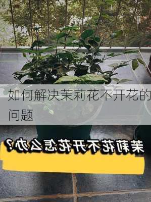 如何解决茉莉花不开花的问题