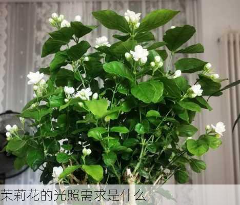 茉莉花的光照需求是什么