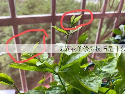 茉莉花的修剪技巧是什么