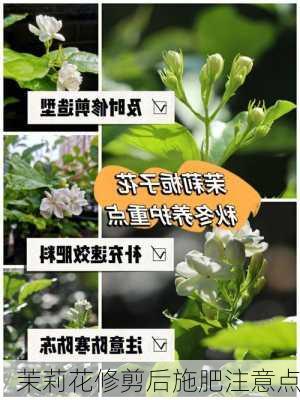 茉莉花修剪后施肥注意点