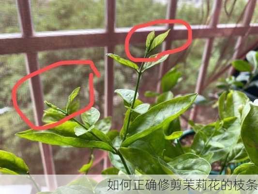 如何正确修剪茉莉花的枝条