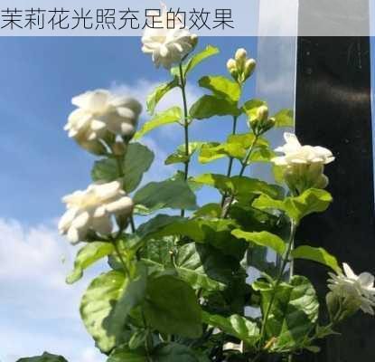 茉莉花光照充足的效果