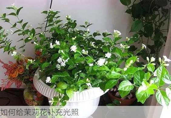 如何给茉莉花补充光照