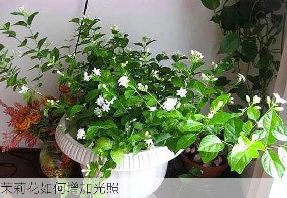 茉莉花如何增加光照