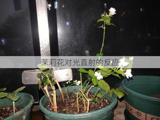 茉莉花对光直射的反应