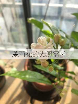 茉莉花的光照需求