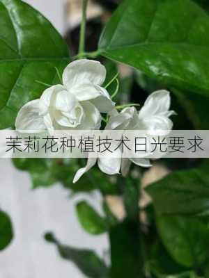 茉莉花种植技术日光要求