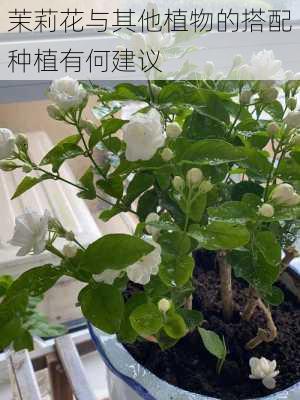 茉莉花与其他植物的搭配种植有何建议