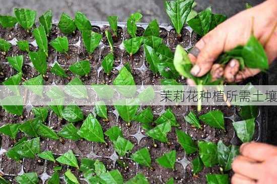 茉莉花种植所需土壤