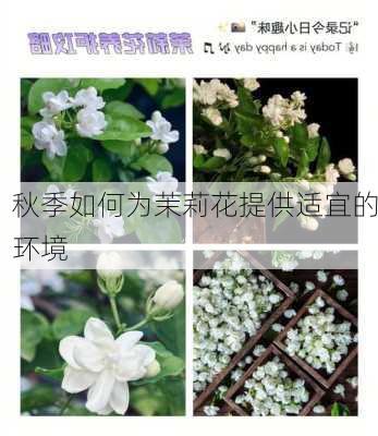 秋季如何为茉莉花提供适宜的环境