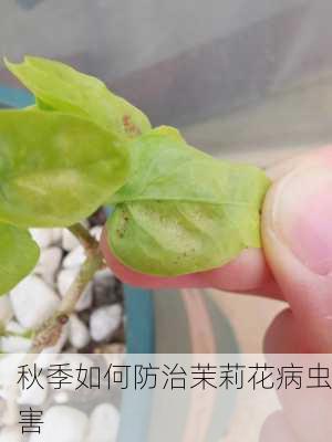 秋季如何防治茉莉花病虫害