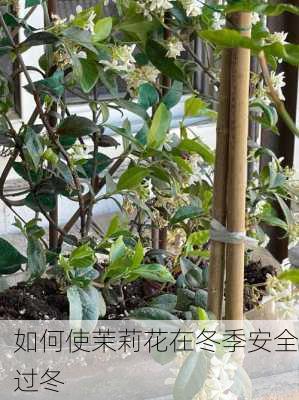 如何使茉莉花在冬季安全过冬