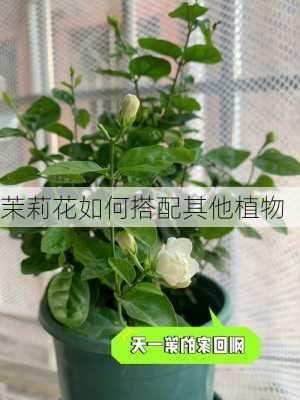 茉莉花如何搭配其他植物