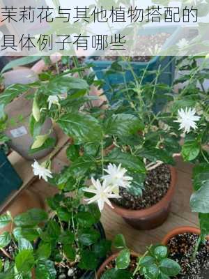 茉莉花与其他植物搭配的具体例子有哪些