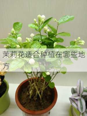 茉莉花适合种植在哪些地方